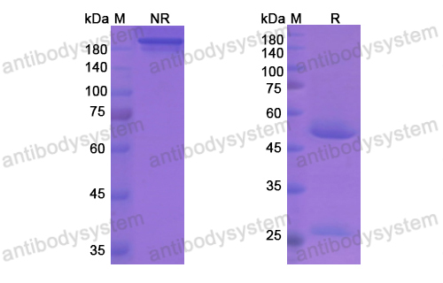 Research Grade Plozalizumab