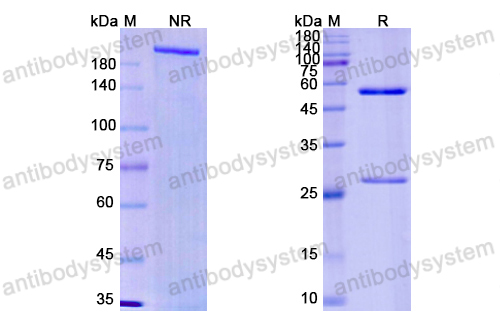 Research Grade Imaprelimab