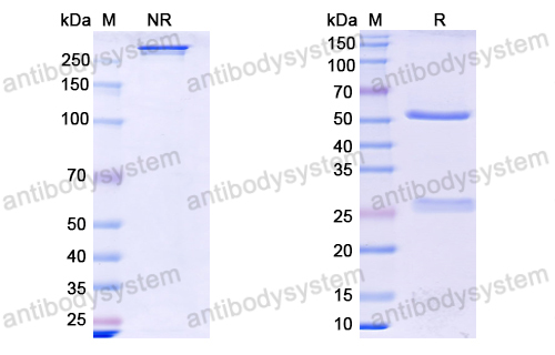 Research Grade Anti-Human CD146/MUC18/MCAM Antibody (Abx-Ma1)