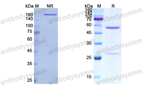 Research Grade Pogalizumab