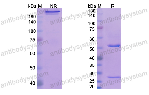 Research Grade Tavolimab