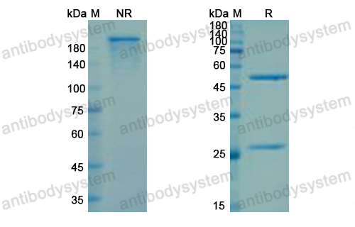 Research Grade Cudarolimab