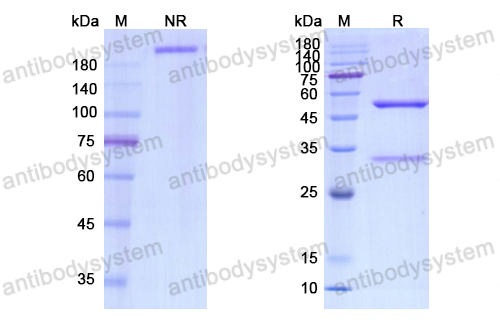 Research Grade Revdofilimab