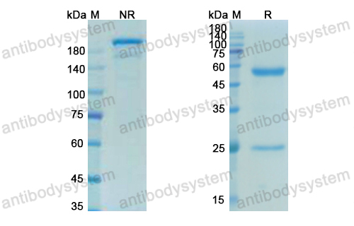 Research Grade Telazorlimab