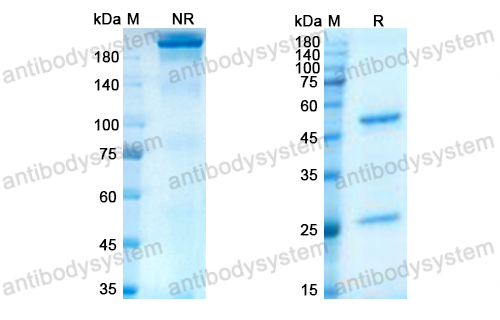 Research Grade Lacutamab