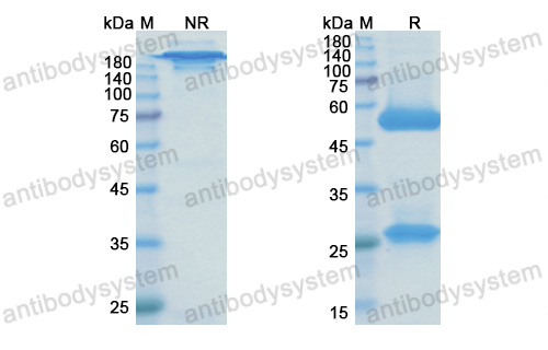 Research Grade Brontictuzumab