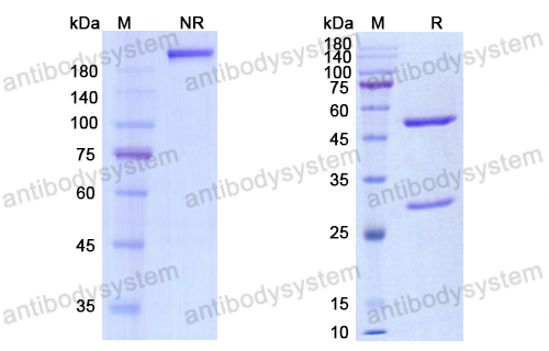 Research Grade Codrituzumab