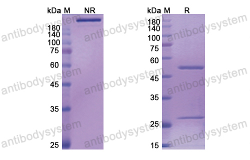 Research Grade Bertilimumab