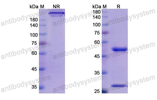 Research Grade Mogamulizumab