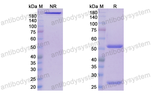 Research Grade Leronlimab