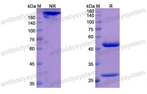 Research Grade Orilanolimab