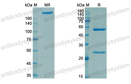 Research Grade Rozanolixizumab