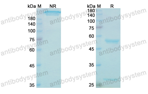 Research Grade Batoclimab