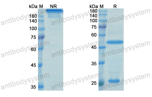 Research Grade Nipocalimab