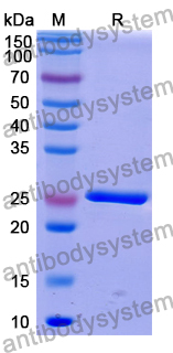 Research Grade Efgartigimod