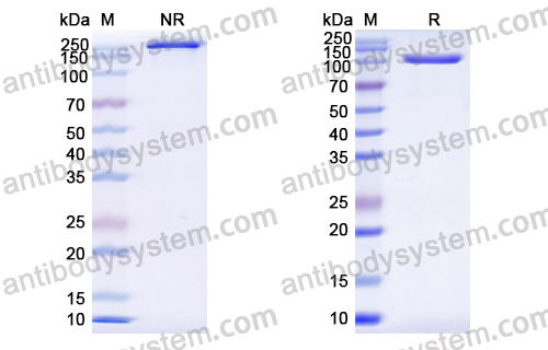 Research Grade Gresonitamab