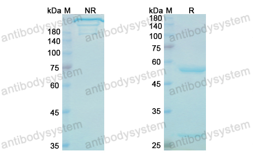 Research Grade Daxdilimab