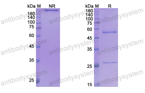 Research Grade Ulocuplumab