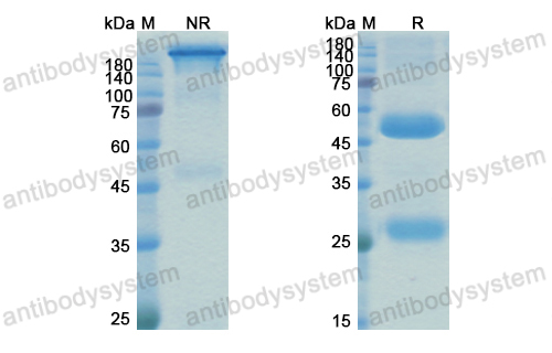 Research Grade MEDI3185