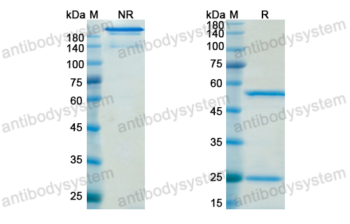 Research Grade Quetmolimab