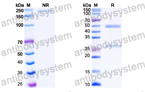 Research Grade Eblasakimab