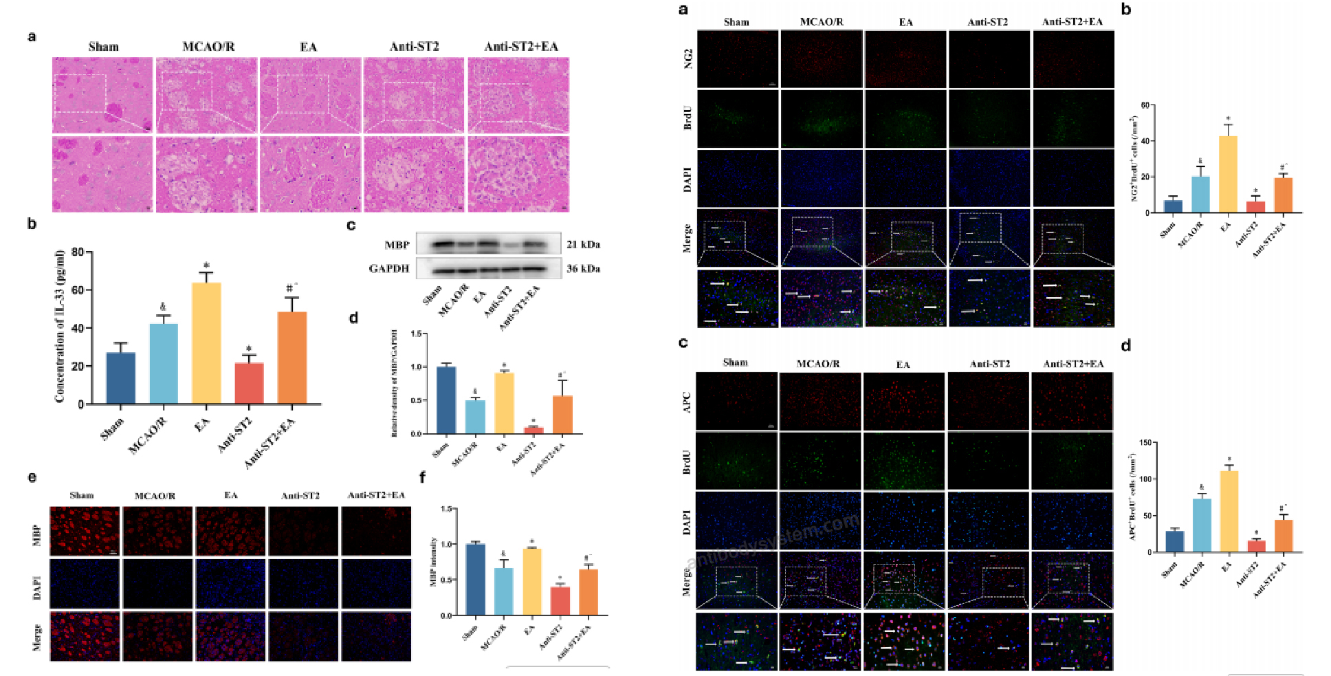 Bioactivity for Research Grade Astegolimab ?>