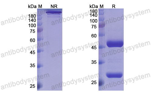 Research Grade Melrilimab