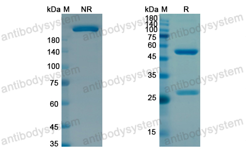 Research Grade Zilovertamab