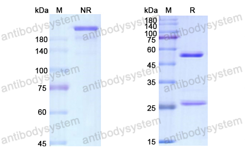 Research Grade Atorolimumab