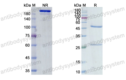 Research Grade Morolimumab