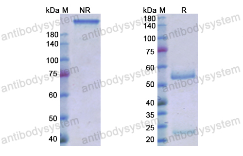 Research Grade Roledumab