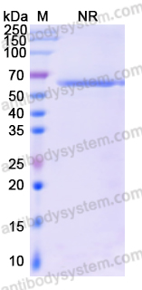 Research Grade Pacanalotamab