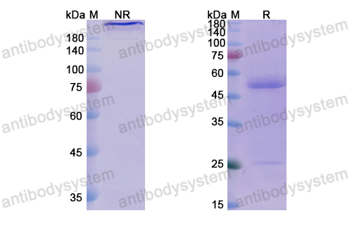 Research Grade Pelgifatamab