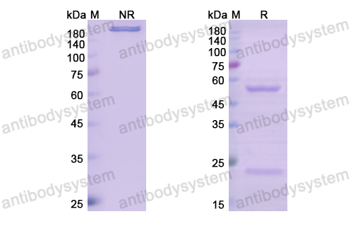 Research Grade Narnatumab