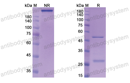 Research Grade Urabrelimab