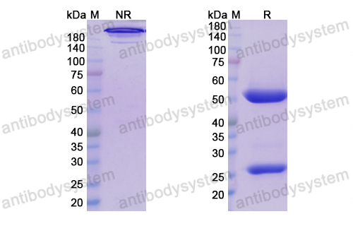 Research Grade Lemzoparlimab