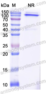 Research Grade Anti-Human CD47/MER6 Antibody (ALX148)