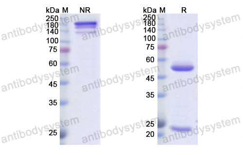 Research Grade Amatuximab