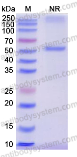 Research Grade Anti-Human MSLN/Mesothelin Immunotoxin (LMB-100)