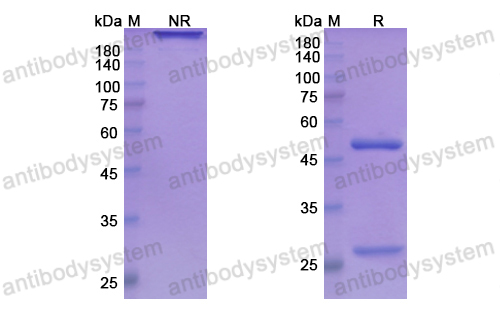 Research Grade Ladiratuzumab