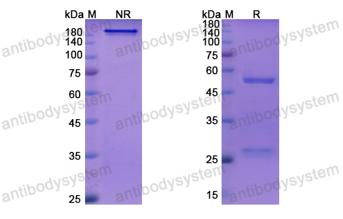 Research Grade Ontamalimab