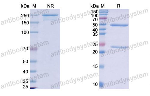 Research Grade Camoteskimab