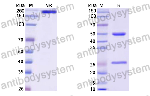 Research Grade Neihulizumab