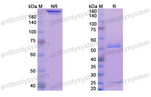 Research Grade Glembatumumab