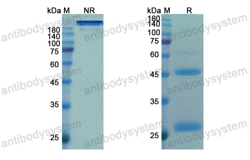 Research Grade Budigalimab