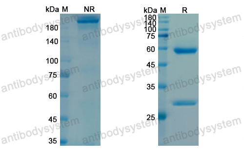 Research Grade Lodapolimab