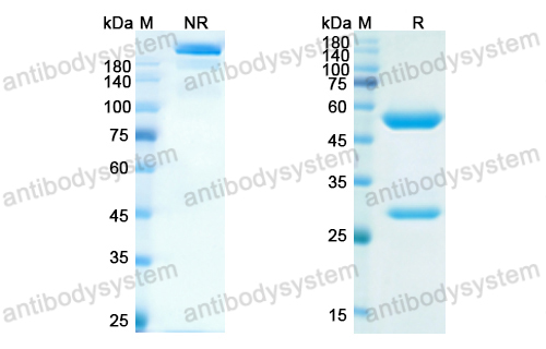 Research Grade Serplulimab