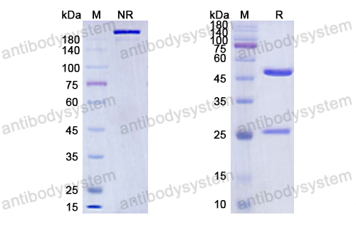 Research Grade Spartalizumab