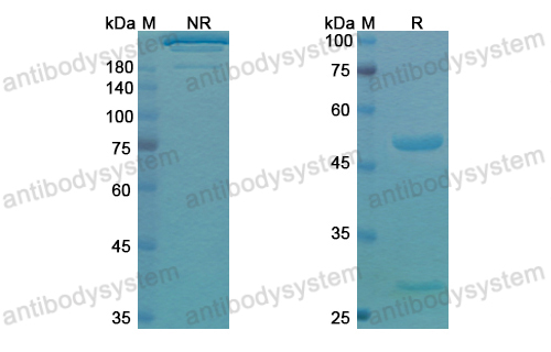 Research Grade Pidilizumab