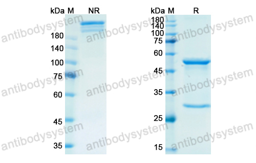 Research Grade Retifanlimab